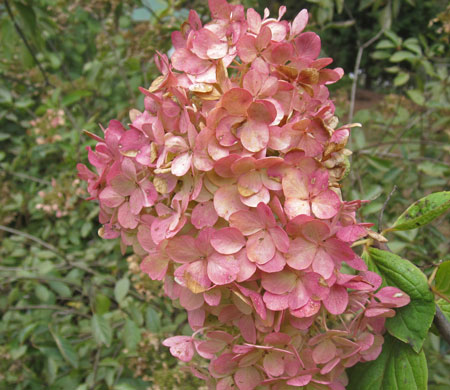 hydrangea paniculata ruby 
